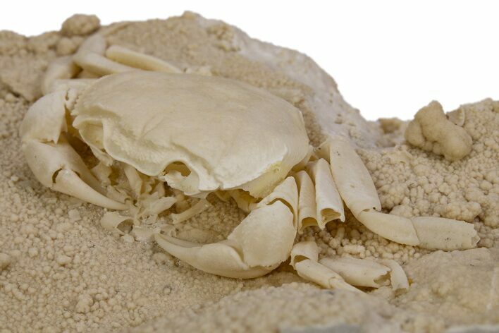 Fossil Crab (Potamon) Preserved in Travertine - Turkey #301761